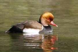 Red-crested Pochard