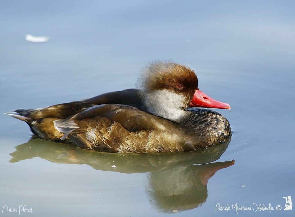 Red-crested Pochard male