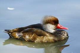 Red-crested Pochard