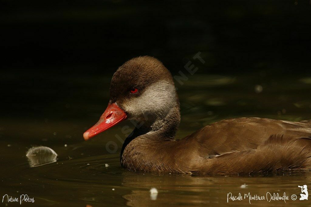 Red-crested Pochard male