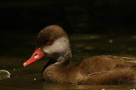 Red-crested Pochard