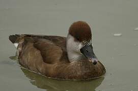 Red-crested Pochard