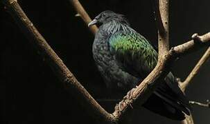 Nicobar Pigeon