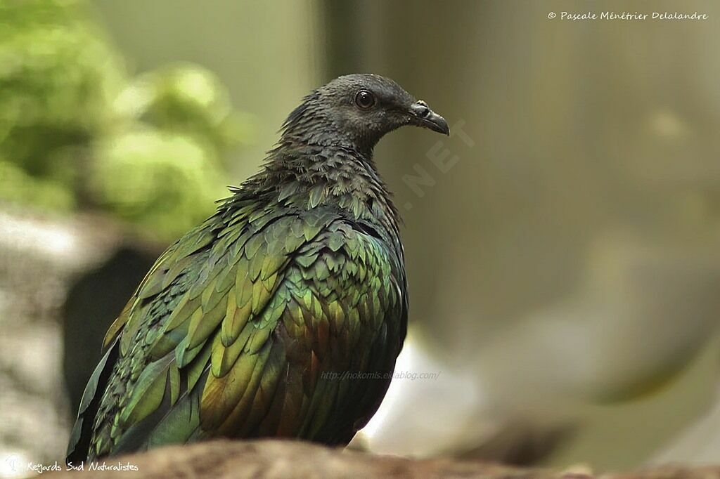 Nicobar Pigeon