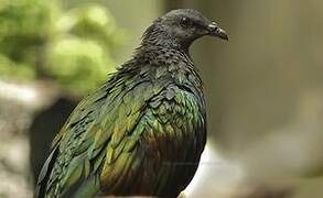 Nicobar Pigeon