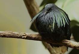 Nicobar Pigeon