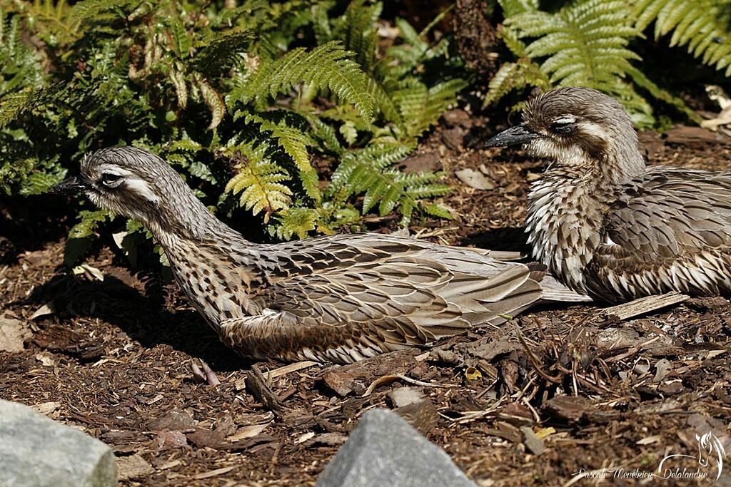 Bush Stone-curlew