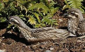 Bush Stone-curlew