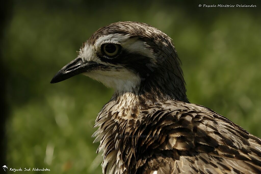 Bush Stone-curlew