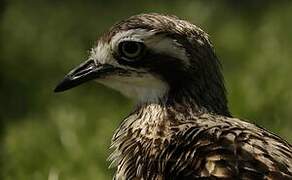 Bush Stone-curlew