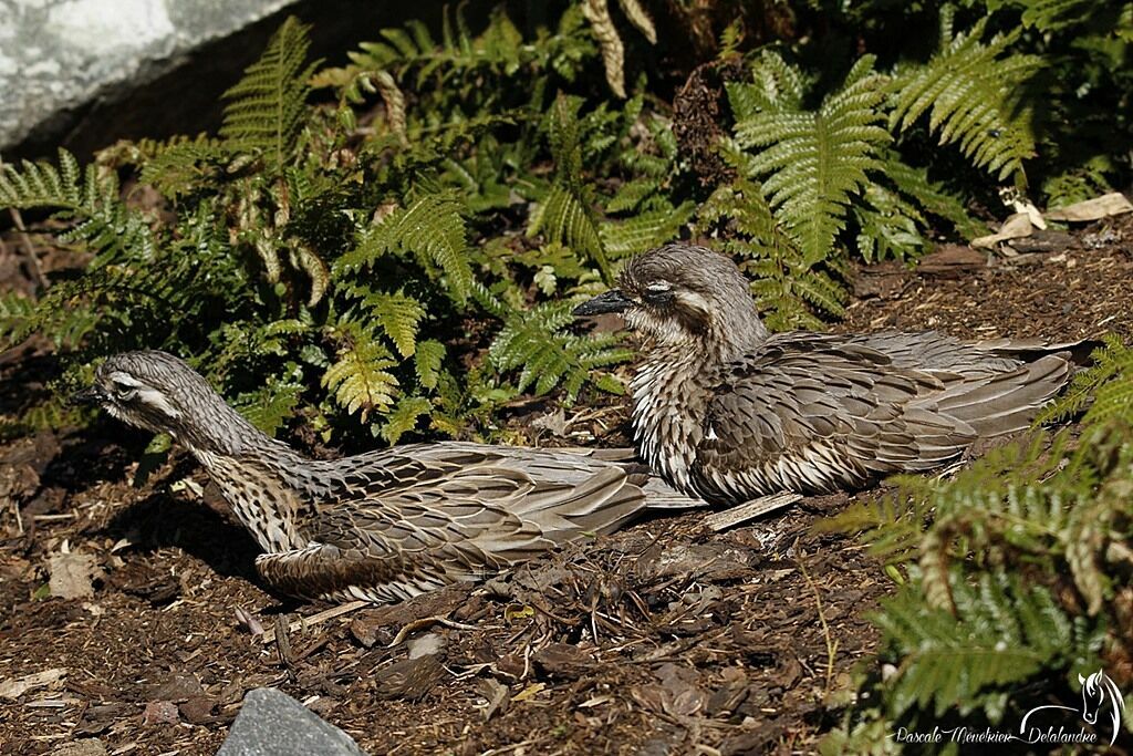 Bush Stone-curlew