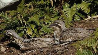 Bush Stone-curlew