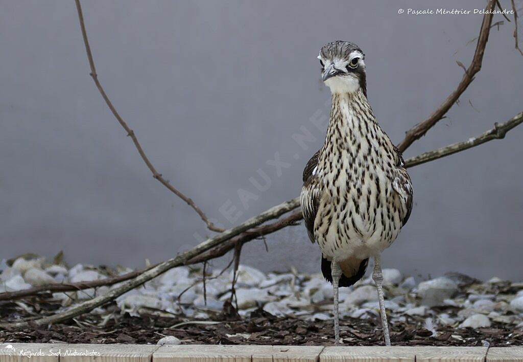 Bush Stone-curlew