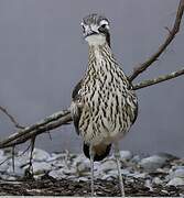 Bush Stone-curlew