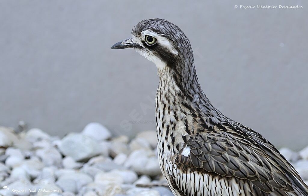 Bush Stone-curlew