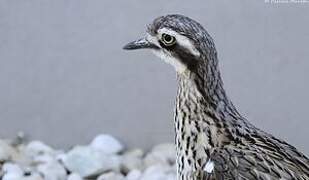 Bush Stone-curlew