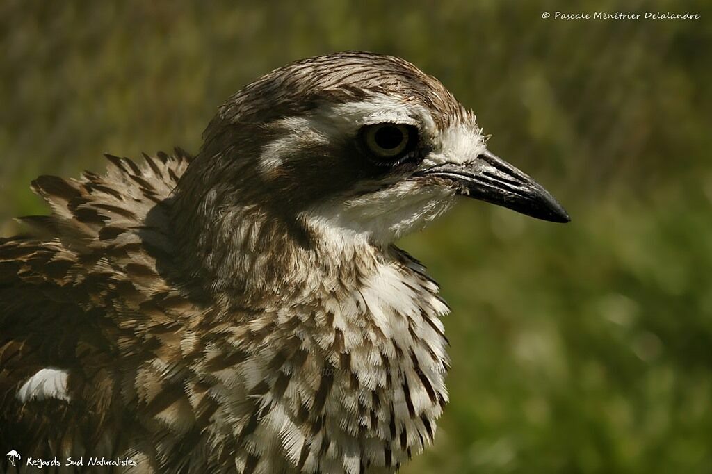 Bush Stone-curlew