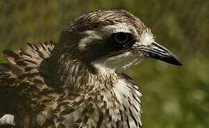 Bush Stone-curlew