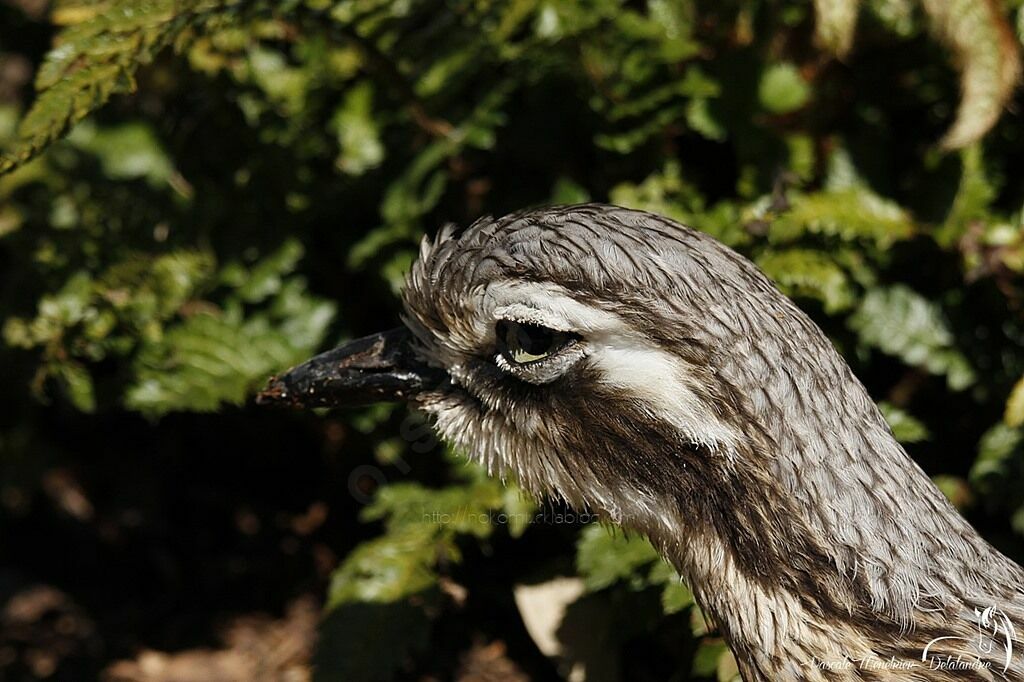 Bush Stone-curlew