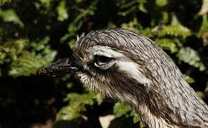 Bush Stone-curlew