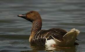 Pink-footed Goose