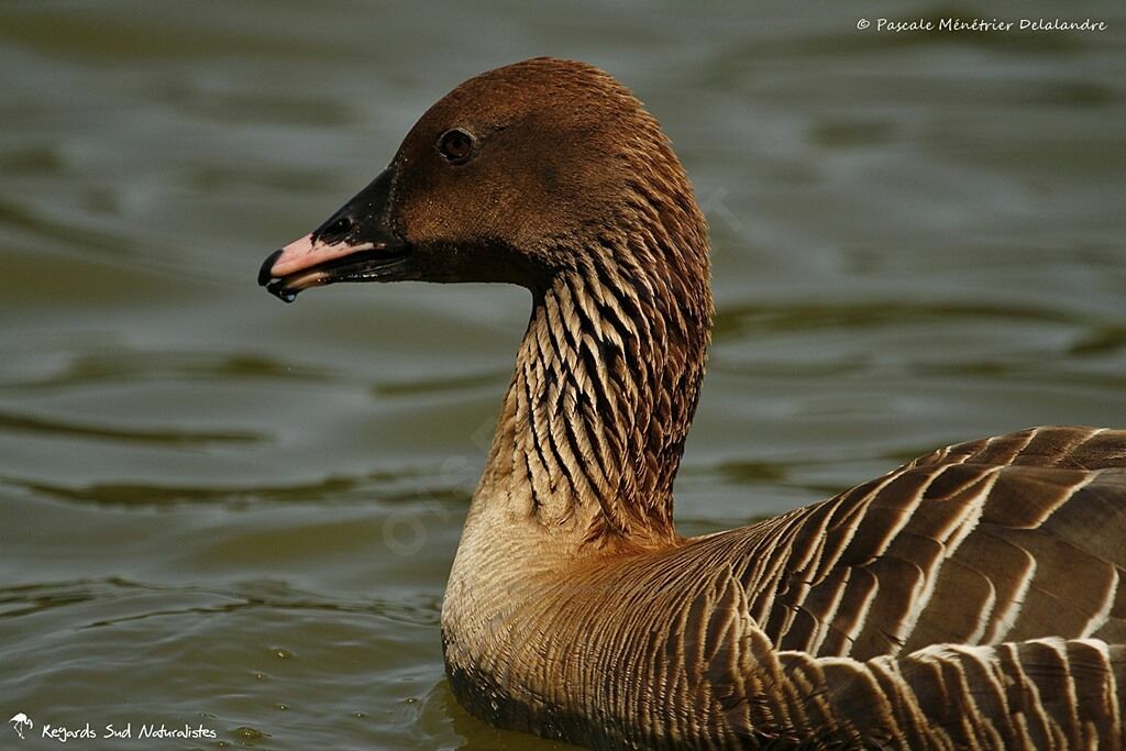 Pink-footed Goose