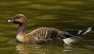 Pink-footed Goose