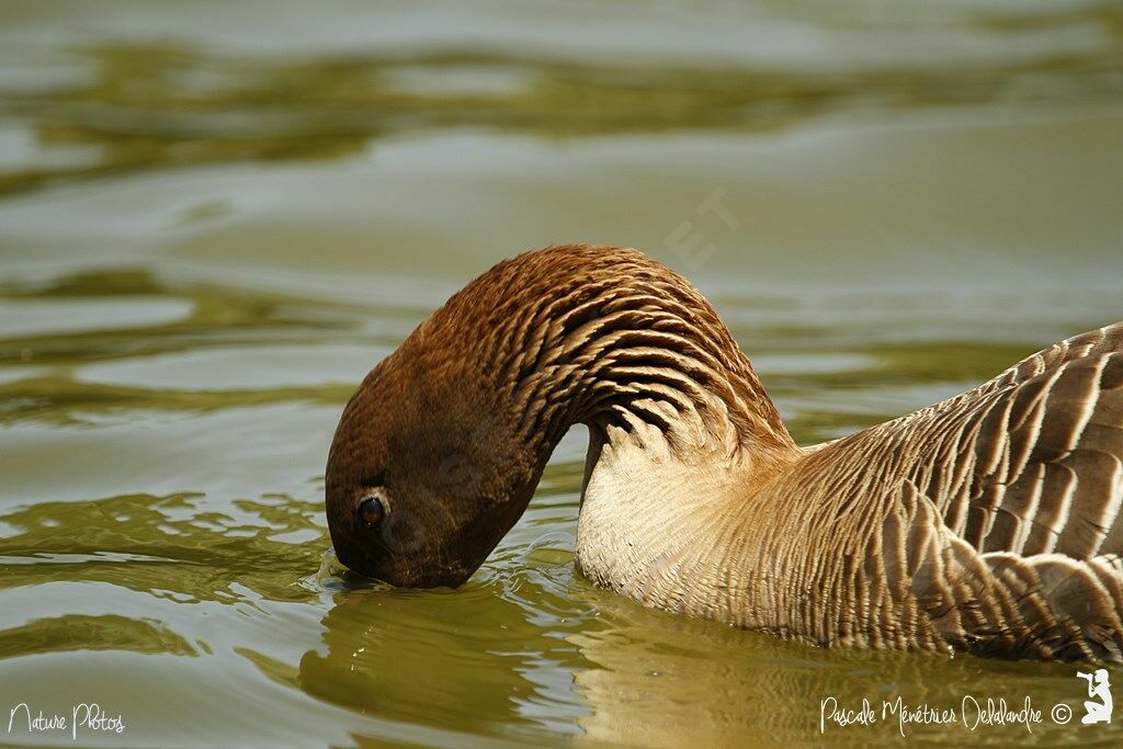 Pink-footed Goose