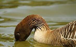 Pink-footed Goose