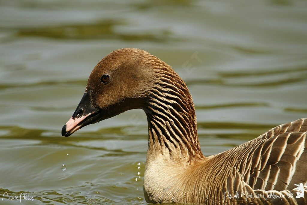 Pink-footed Goose