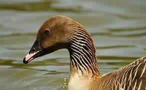 Pink-footed Goose