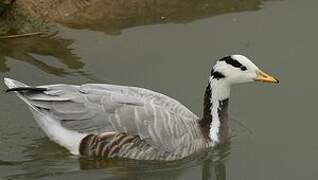 Bar-headed Goose