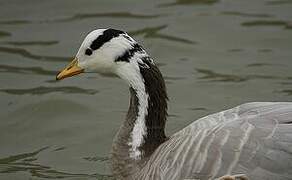 Bar-headed Goose