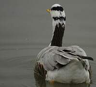 Bar-headed Goose