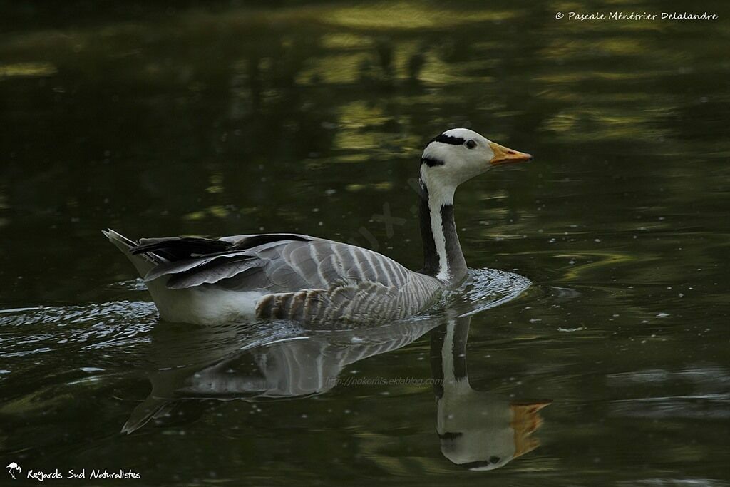 Bar-headed Goose