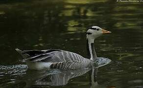 Bar-headed Goose