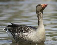 Greylag Goose