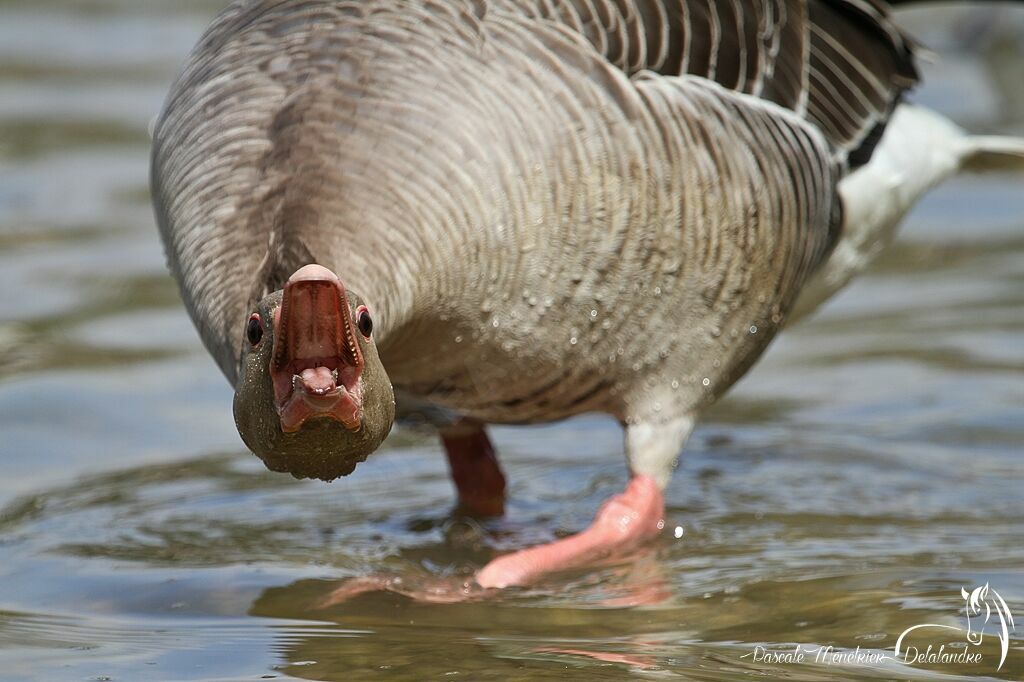 Greylag Goose