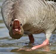 Greylag Goose