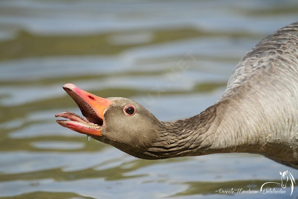 Greylag Goose