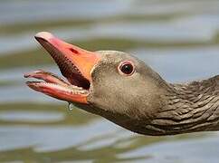 Greylag Goose