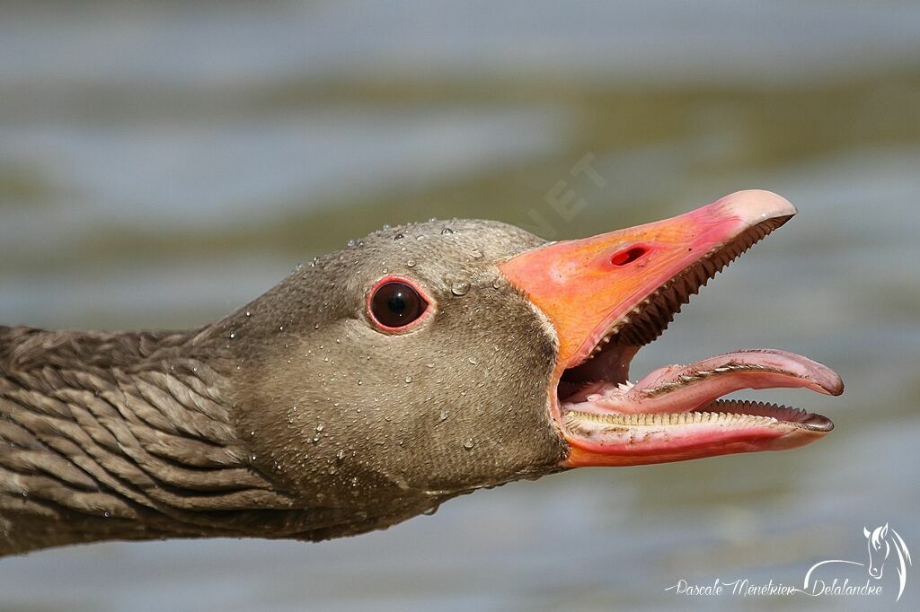 Greylag Goose