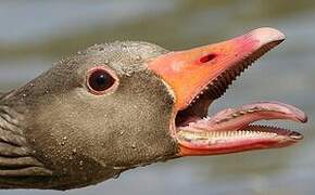 Greylag Goose