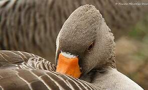 Greylag Goose