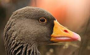 Greylag Goose