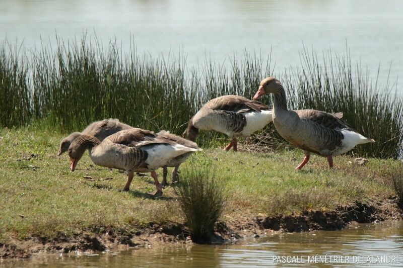 Greylag Goose