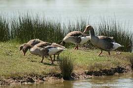 Greylag Goose