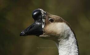 Swan Goose