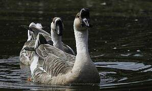 Swan Goose