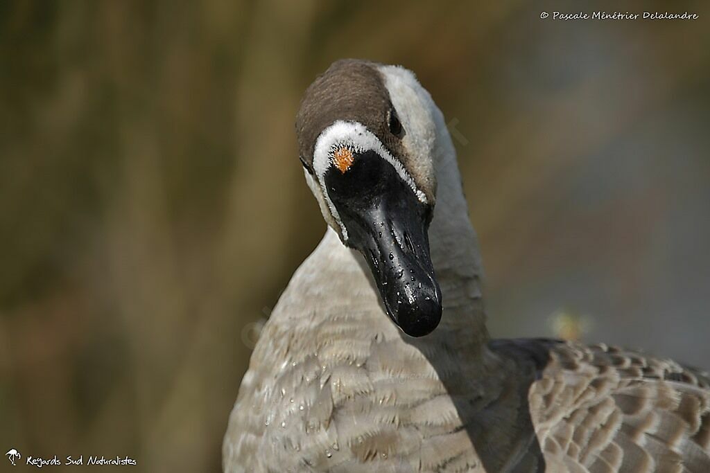 Swan Goose